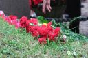 IMG_4394.JPG